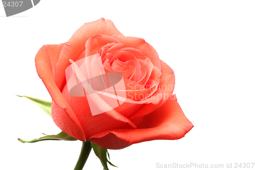 Image of pink rose over white