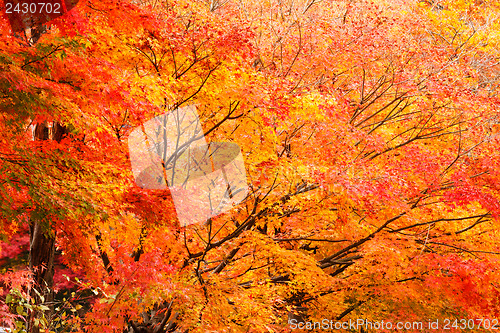Image of Autumn maple forest
