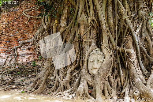 Image of Head of Buddha in a tree trunk