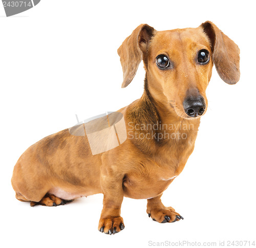 Image of Dachshund Dog 