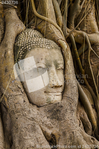 Image of Buddha head in old tree