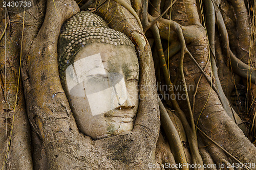 Image of Buddha head in tree in Ayutthaya