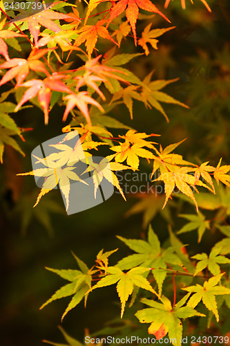 Image of Autumn maple leaves
