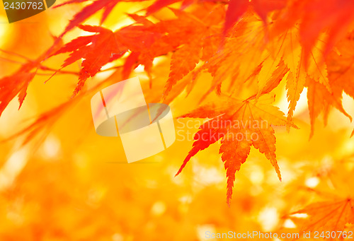 Image of Autumn maple leaves background