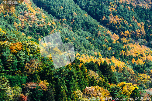 Image of Autumn forest on mountain