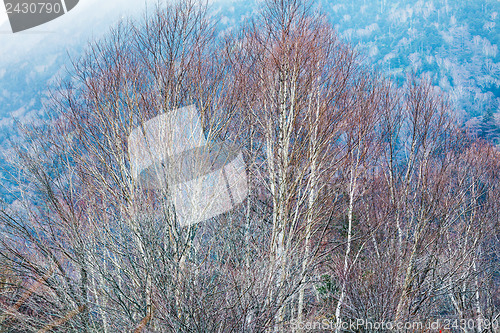 Image of Autumn forest