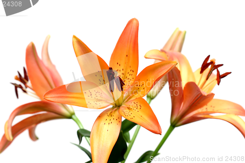 Image of lily over white