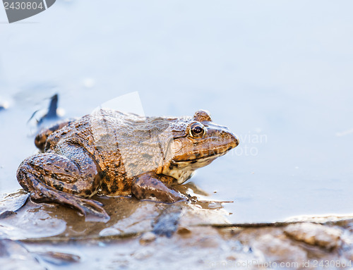 Image of Frog in lake