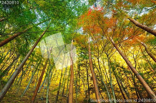 Image of Forest in autumn