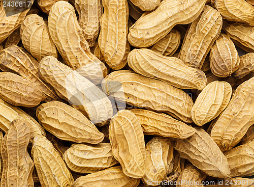 Image of Peanut