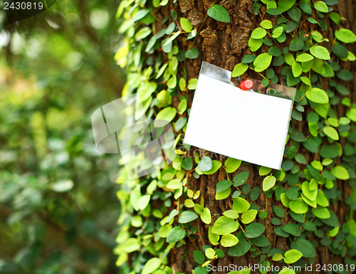 Image of Ivy on tree with white card