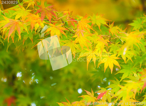 Image of Maple tree