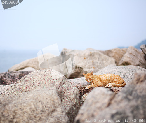 Image of Street cat on the rock