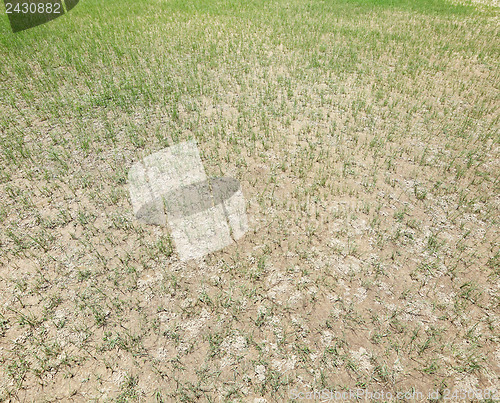 Image of Dried lawn