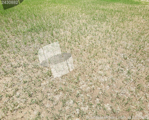 Image of Dried lawn