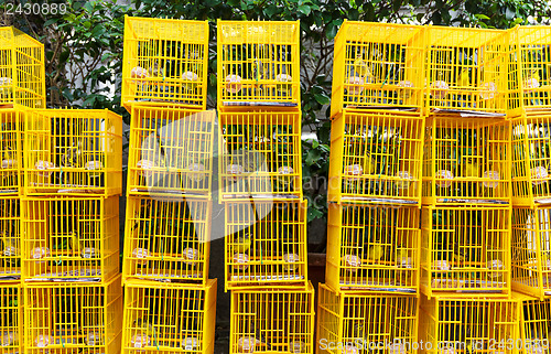 Image of Bird Market in Hong Kong