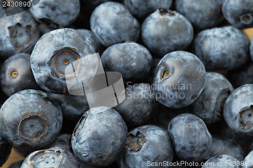 Image of Blueberry