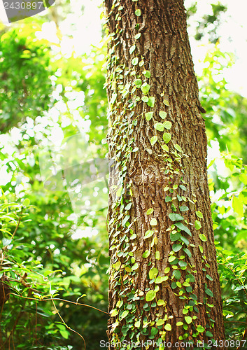 Image of Green creeper on tree