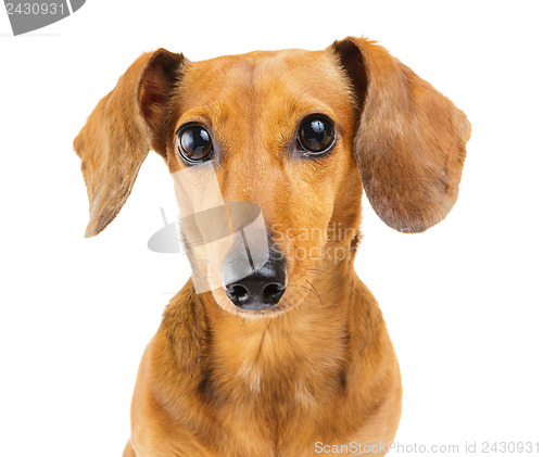 Image of Dachshund dog