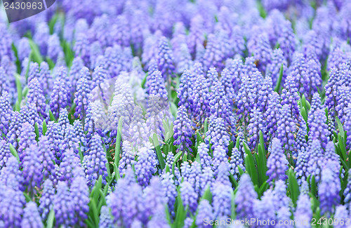 Image of Purple muscari botryoides field