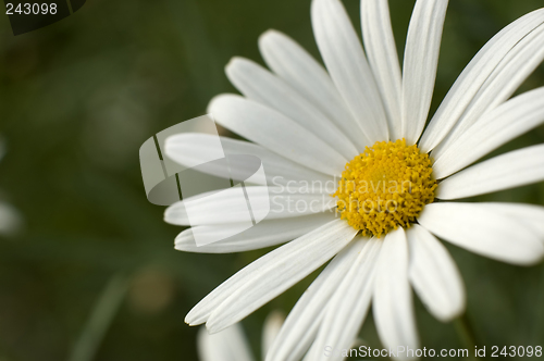 Image of daisy