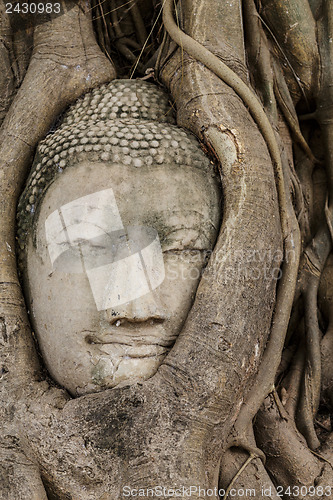 Image of Buddha head in old tree