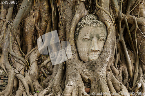 Image of Buddha head in old tree