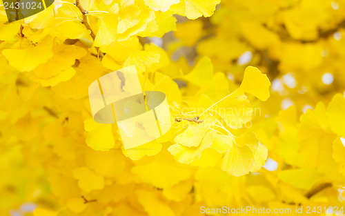 Image of Yellow leaves of ginkgo