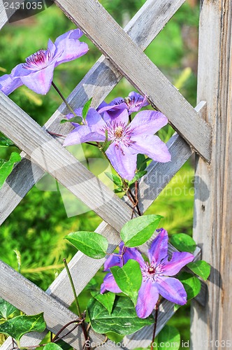 Image of purple flowers