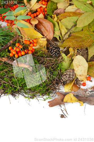 Image of autumn leaves