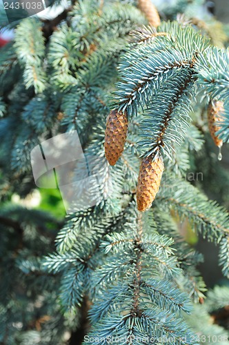Image of blue fir tree