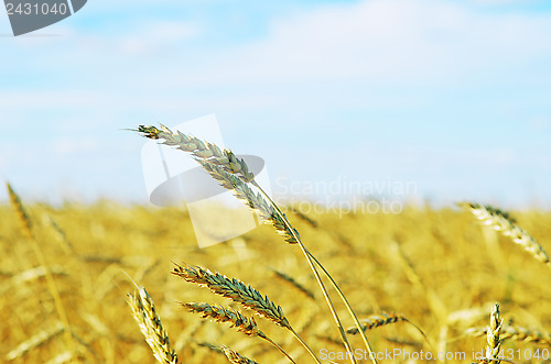 Image of wheat field