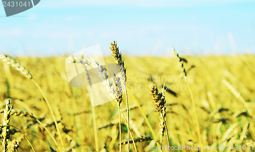 Image of wheat field