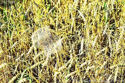 Image of wheat field