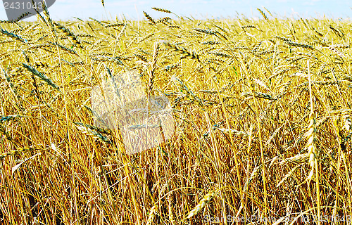 Image of wheat field