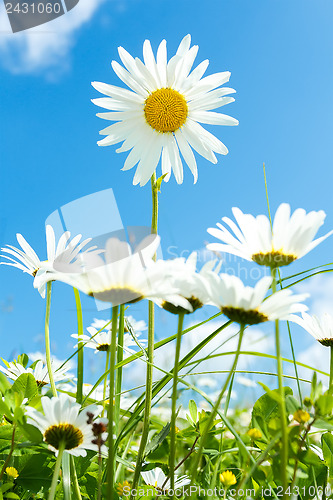 Image of daisy flower field against blue sky