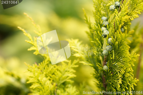 Image of conifer with shallow focus for background