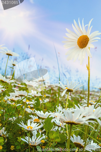 Image of daisy flower field against blue sky