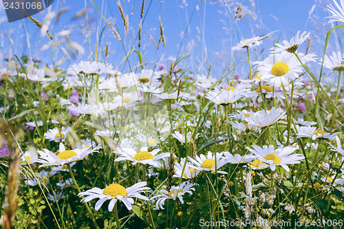 Image of daisy flower field