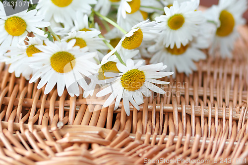 Image of daisy flower with shallow focus 