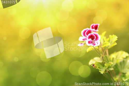 Image of spring flower in garden with shallow focus 