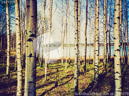 Image of Retro look Birch trees