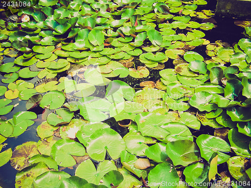 Image of Retro look Water lily Nimphaea