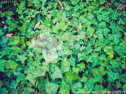 Image of Retro look Ivy