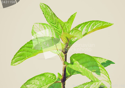 Image of Retro look Peppermint