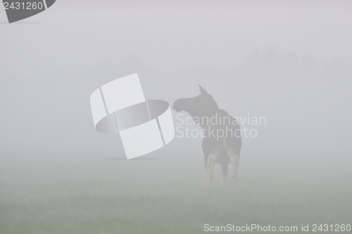 Image of Moose cow in the fog