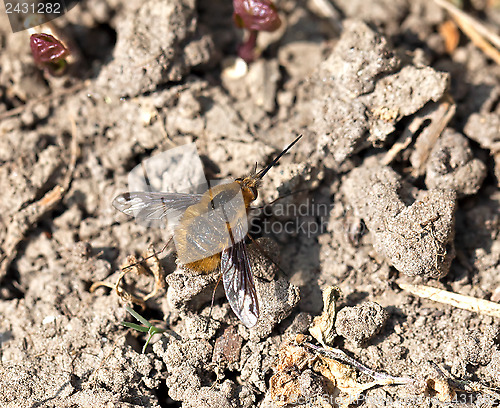 Image of Common Bee-fly