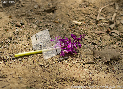 Image of Early Purple Orchid Destruction