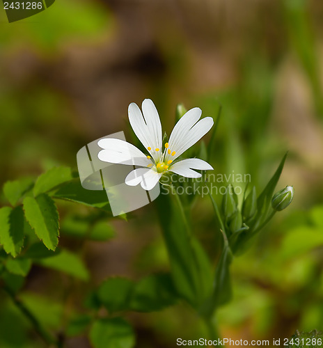 Image of Greater Stitchwort