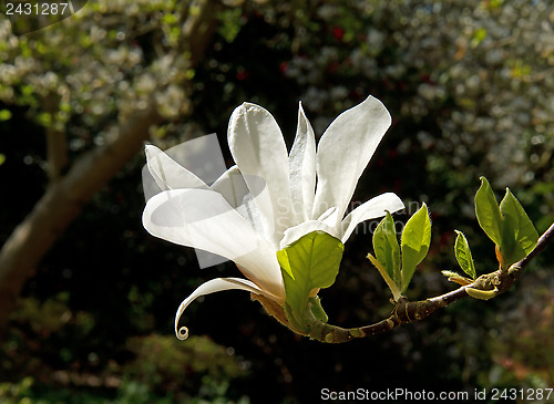 Image of Magnolia